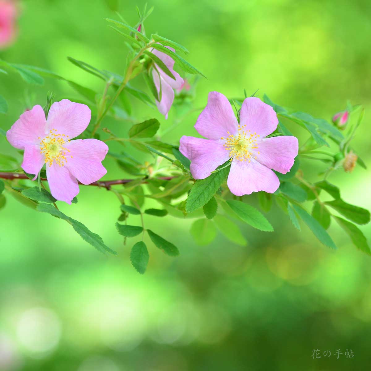 バラ ロサ ニティダ｜花の手帖の薔薇図鑑