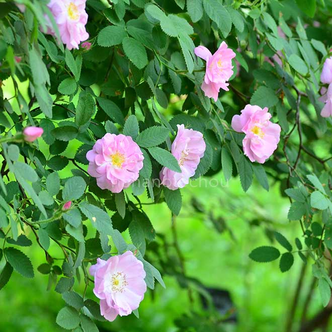 バラ ロサポミフェラ｜花の手帖の薔薇図鑑