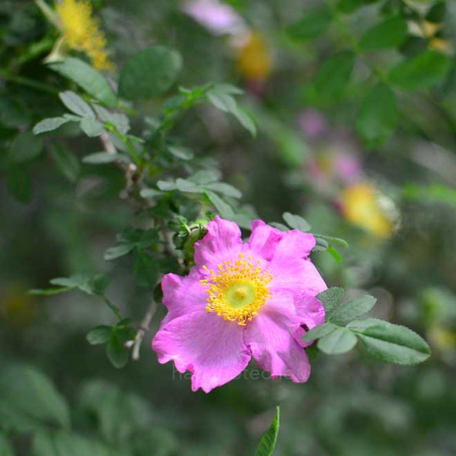 バラ ロサ ロクスブルギー ノルマリス｜花の手帖の薔薇図鑑