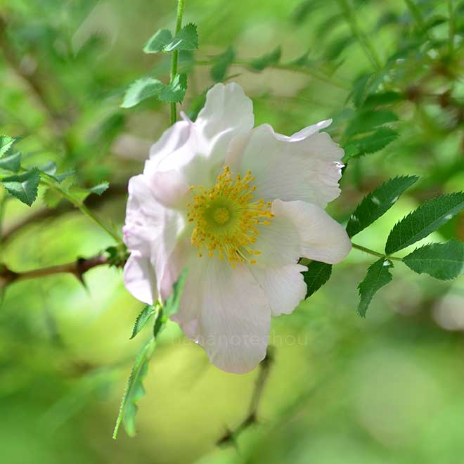 バラ ロサ ロクスブルギー ノルマリス｜花の手帖の薔薇図鑑