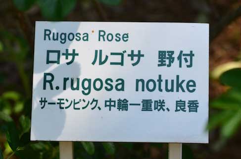 バラ ｜花の手帖の薔薇図鑑