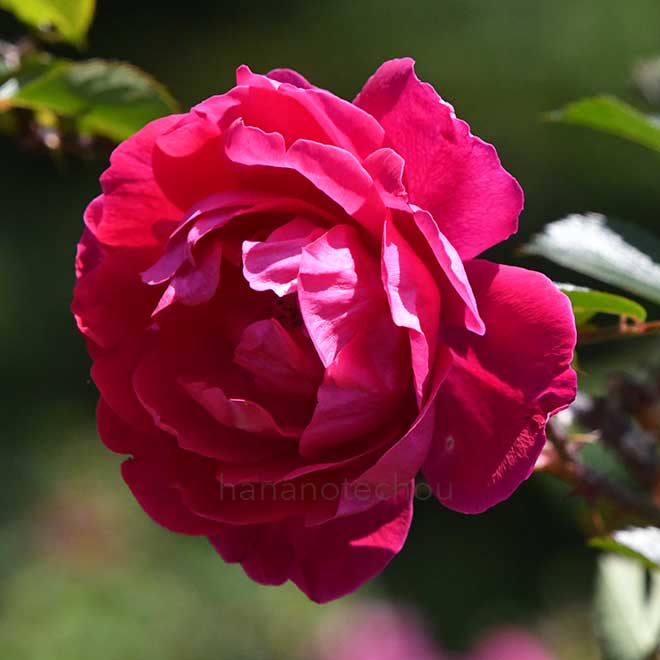 バラ ロサ ルゴサ スカーレット｜花の手帖の薔薇図鑑