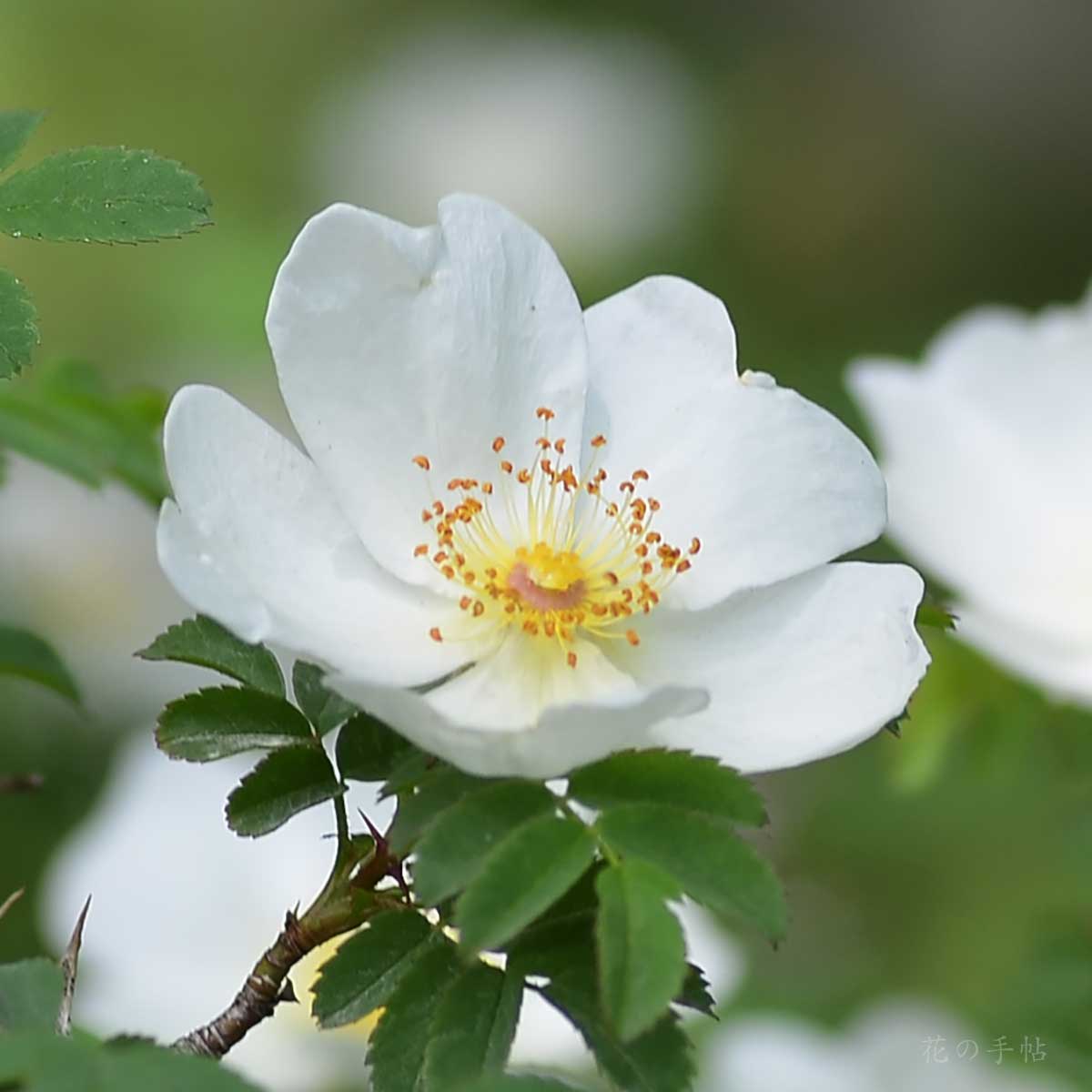 バラ ロサ セリケア プテラカンタ｜花の手帖の薔薇図鑑