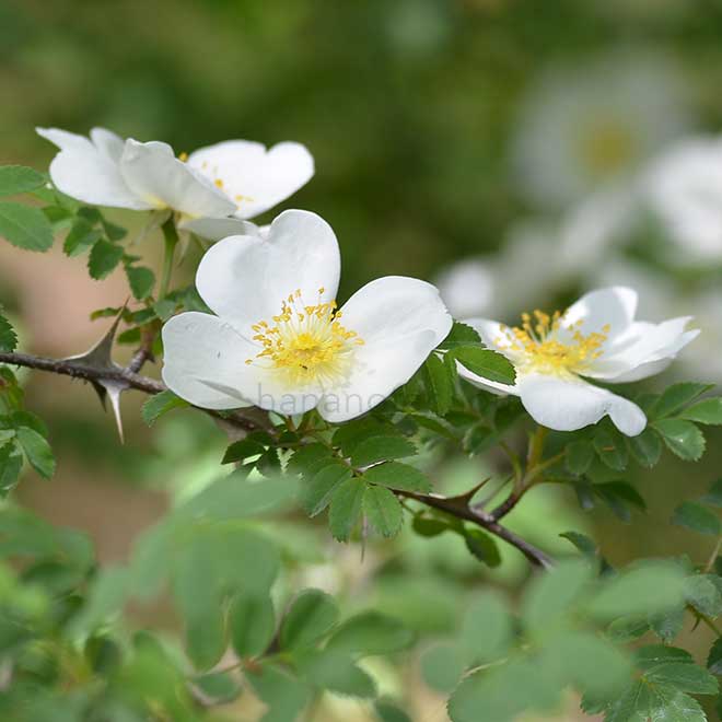 バラ ロサ セリケア プテラカンタ｜花の手帖の薔薇図鑑