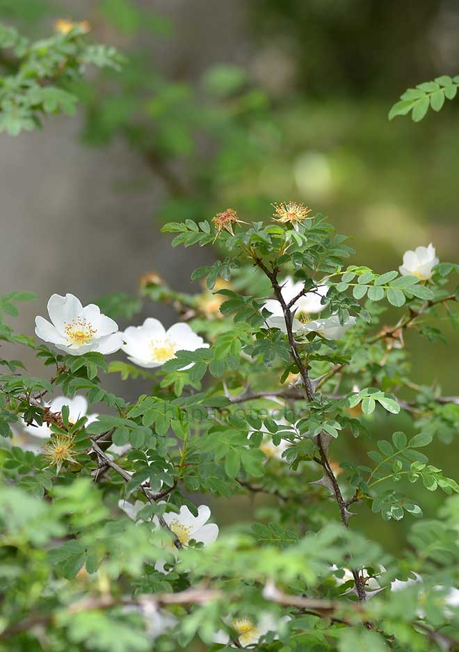 バラ ロサ セリケア プテラカンタ｜花の手帖の薔薇図鑑
