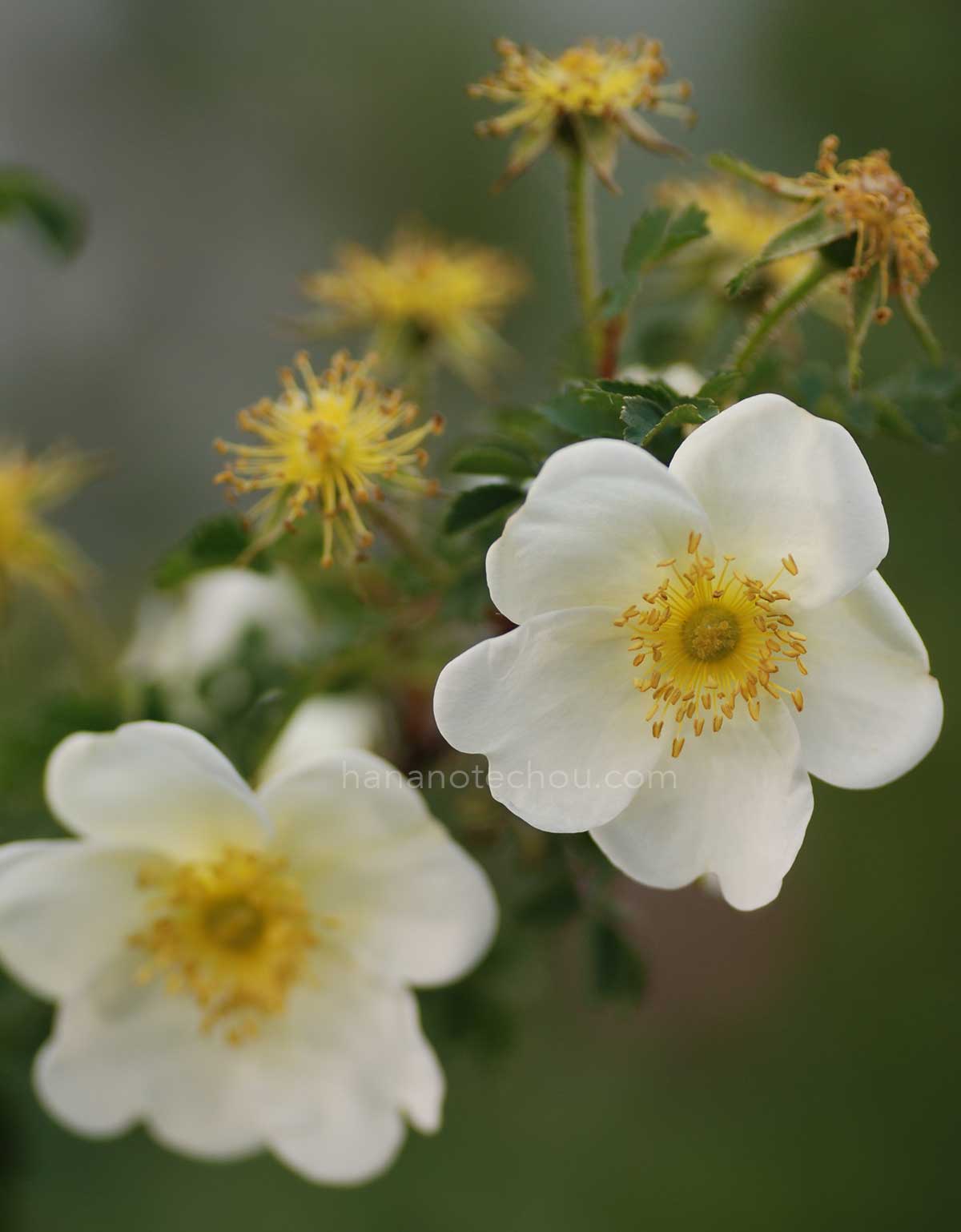 バラ ロサスピノシッシマ｜花の手帖の薔薇図鑑