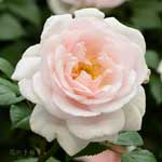 バラ ローズドゥグランヴィル｜花の手帖の薔薇図鑑