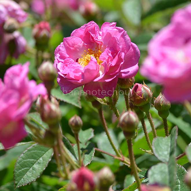 バラ ローズドゥモンプレジール｜花の手帖の薔薇図鑑