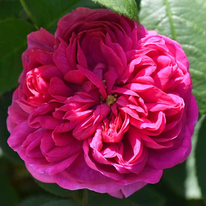 バラ ローズ ド レッシュ｜花の手帖の薔薇図鑑