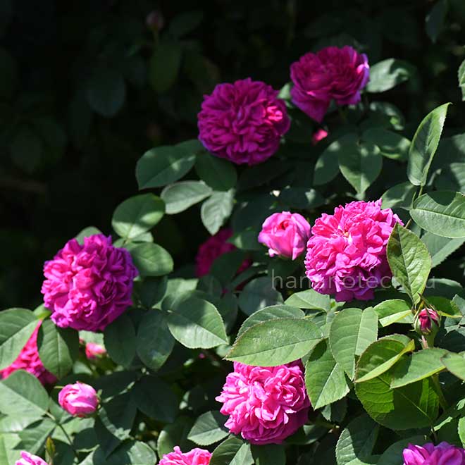 バラ ローズ ド レッシュ｜花の手帖の薔薇図鑑