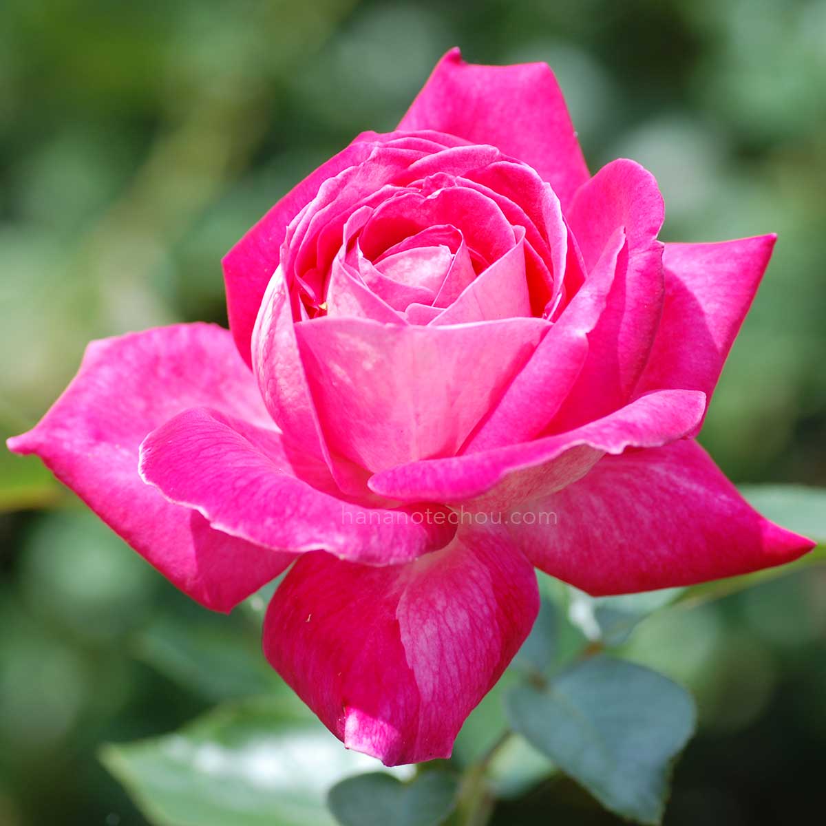 バラ ローズゴジャール｜花の手帖の薔薇図鑑