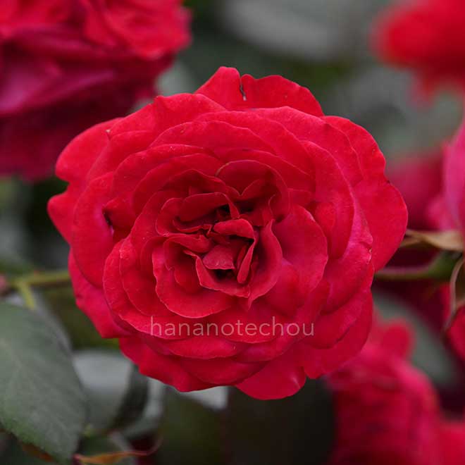 バラ ローズマリー ローズ｜花の手帖の薔薇図鑑