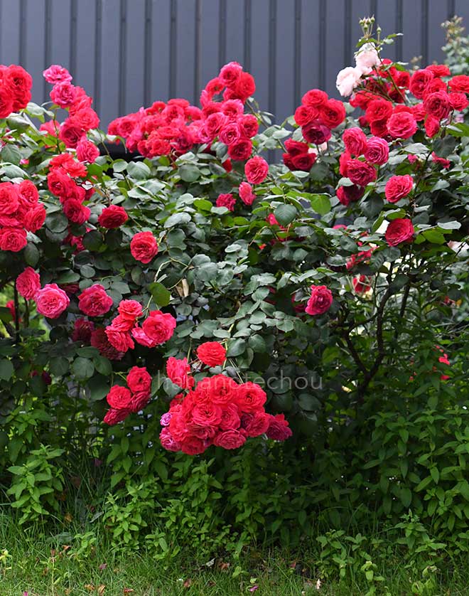 バラ ローズマリー ローズ｜花の手帖の薔薇図鑑