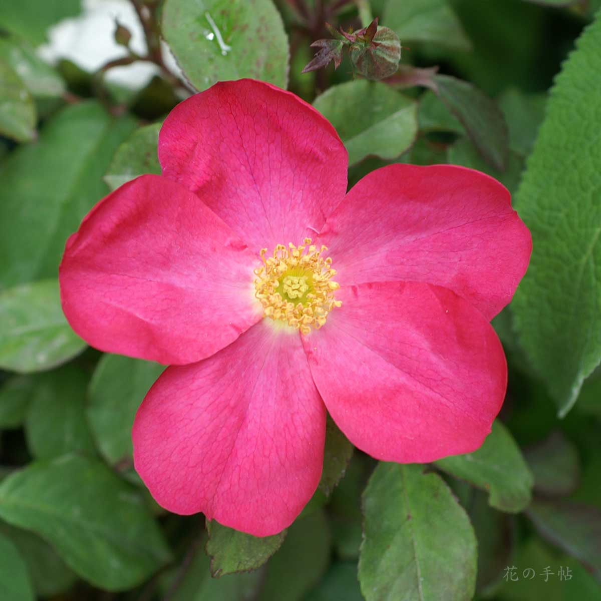 バラ ローズ オブ ピカーディ｜花の手帖の薔薇図鑑