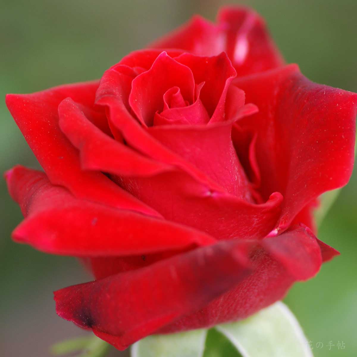 バラ ローズオオサカ｜花の手帖の薔薇図鑑