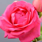 バラ ロゼ ピエール ドゥ ロンサール｜花の手帖の薔薇図鑑