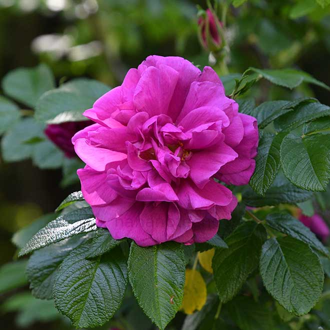バラ ロザリ ド ライ｜花の手帖の薔薇図鑑