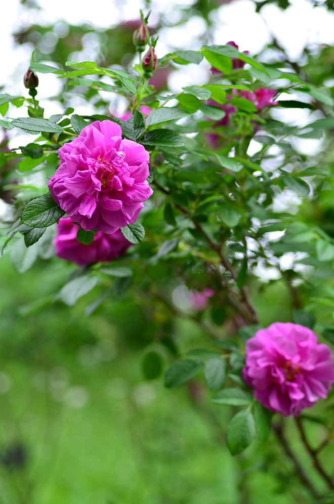 バラ ロザリ ド ライ｜花の手帖の薔薇図鑑