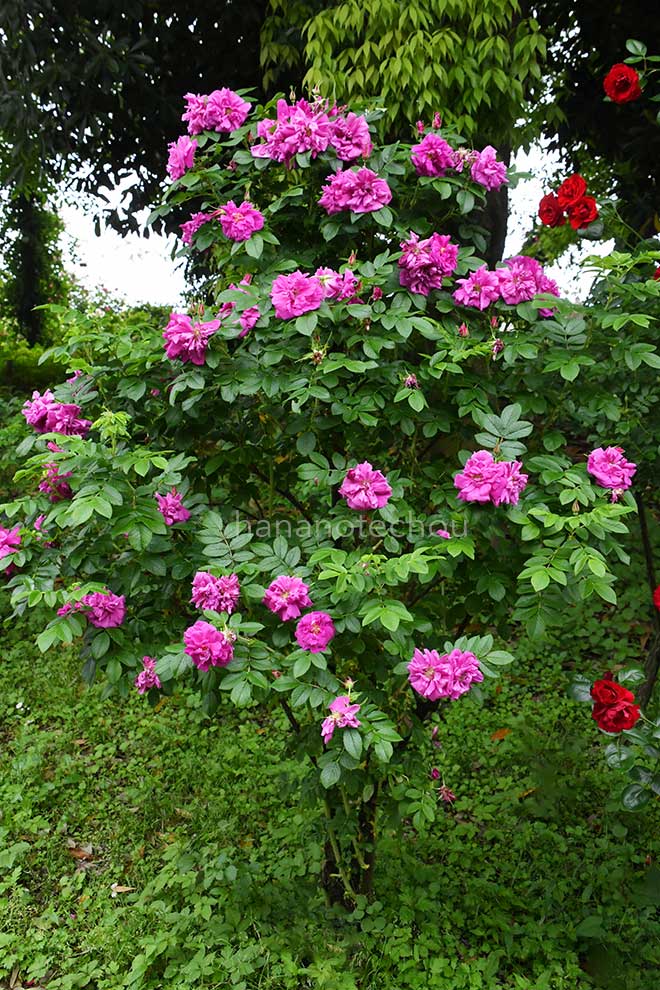 バラ ロザリ ド ライ｜花の手帖の薔薇図鑑