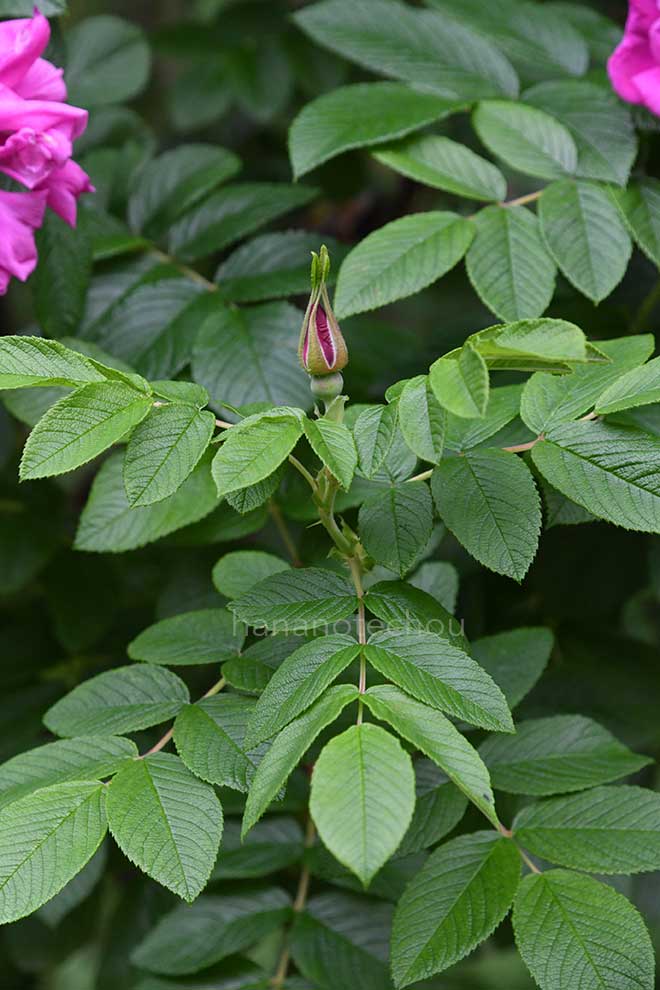 バラ ロザリ ド ライ｜花の手帖の薔薇図鑑
