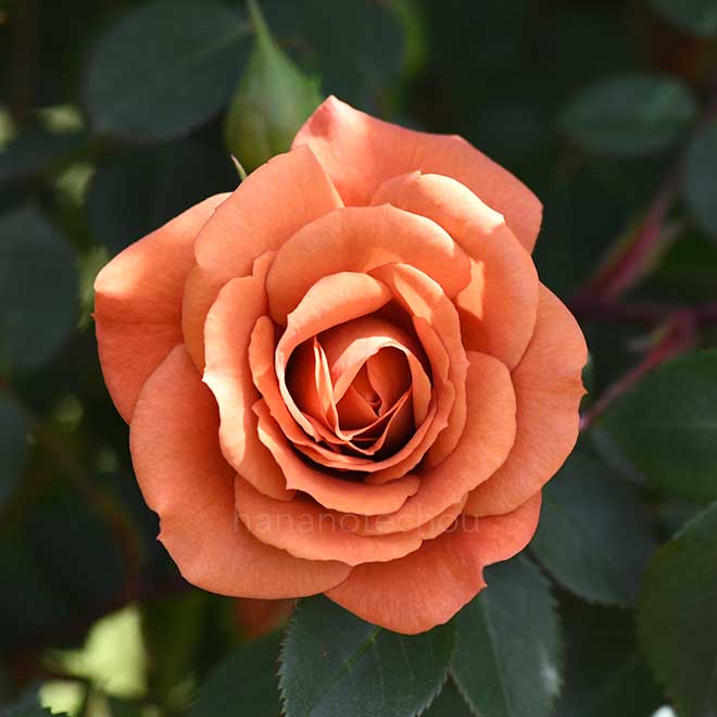 バラ つるローズテディベア｜花の手帖の薔薇図鑑