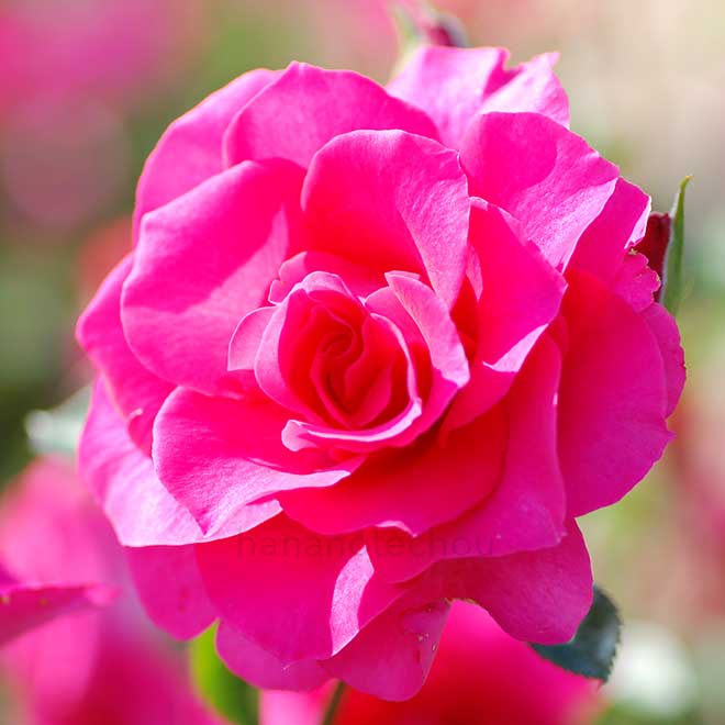 バラ ローズ うらら｜花の手帖の薔薇図鑑