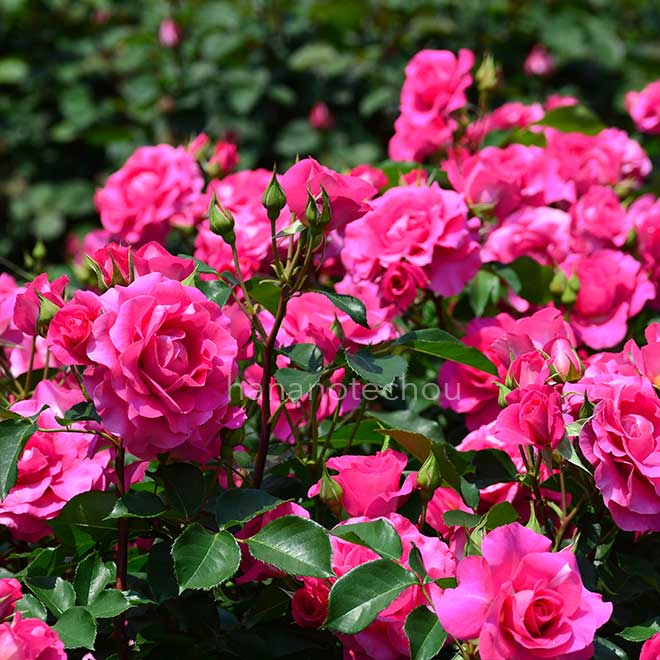 バラ ローズ うらら｜花の手帖の薔薇図鑑