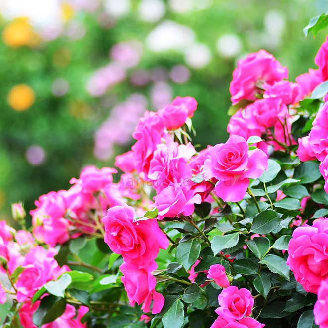 バラ ローズ うらら｜花の手帖の薔薇図鑑