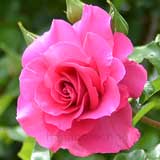 バラ つる ローズ うらら｜花の手帖の薔薇図鑑