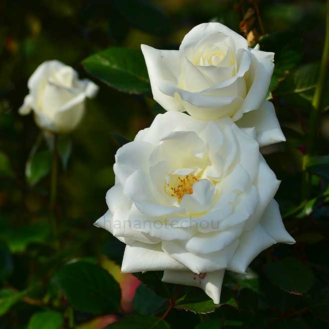 バラ ローズ ユミ｜花の手帖の薔薇図鑑