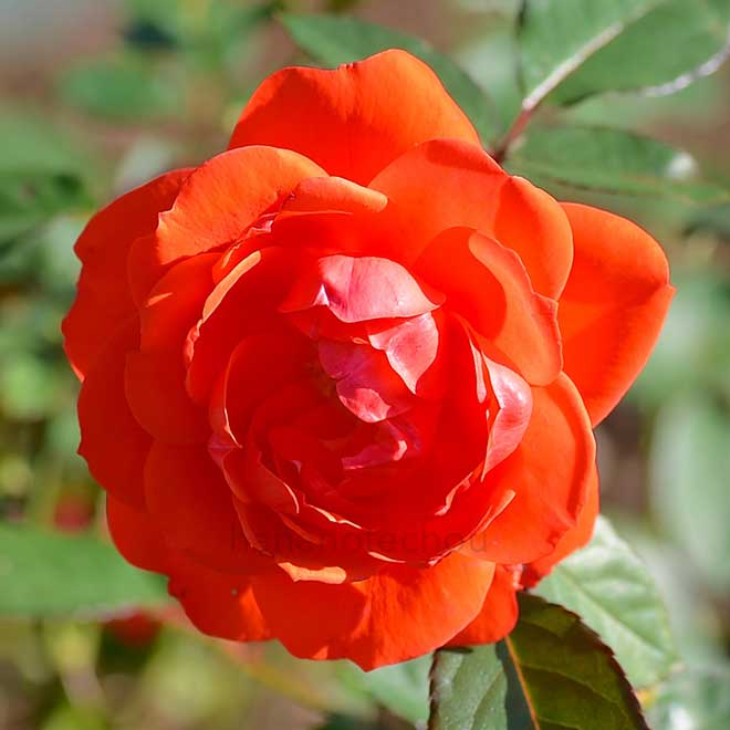 バラ ロジー ミッターマイヤー｜花の手帖の薔薇図鑑