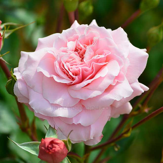 バラ ロゼッディ ローズ｜花の手帖の薔薇図鑑