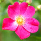 バラ ロージー カーペット｜花の手帖の薔薇図鑑