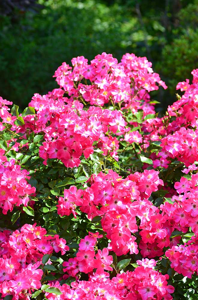 バラ ロージィ カーペット｜花の手帖の薔薇図鑑