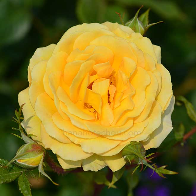 バラ ロータリー サンライズ｜花の手帖の薔薇図鑑