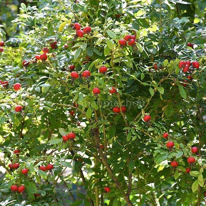 バラ ローテ ハノーバー｜花の手帖の薔薇図鑑