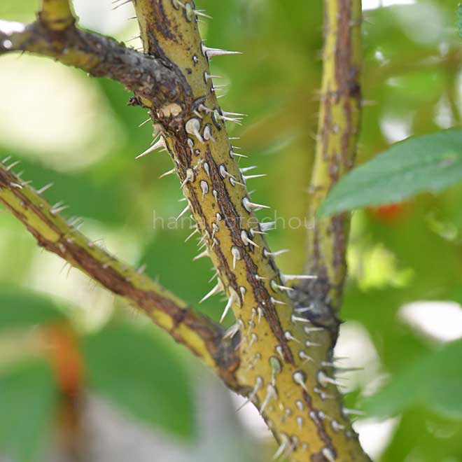 バラ ローテ ハノーバー｜花の手帖の薔薇図鑑