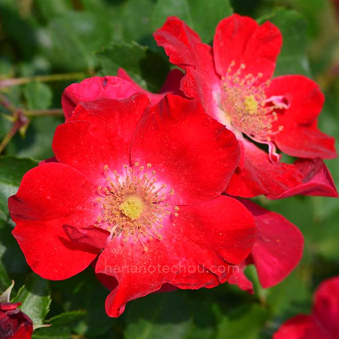 バラ ローテ マックス グラフ｜花の手帖の薔薇図鑑