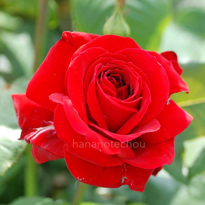 バラ ルージュ メイアン｜花の手帖の薔薇図鑑