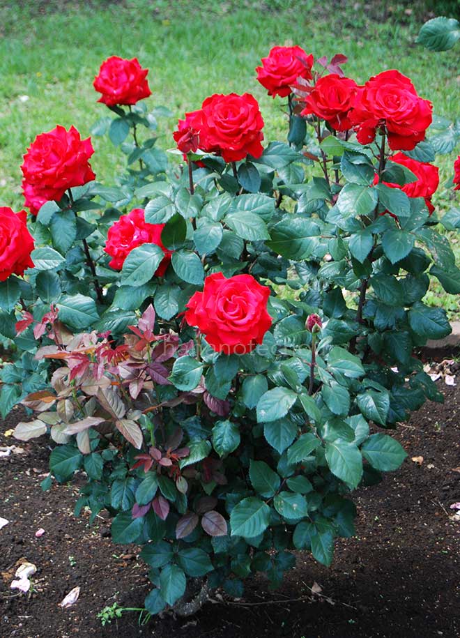 バラ ルージュ メイアン｜花の手帖の薔薇図鑑