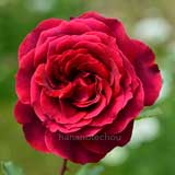 バラ ラウンドレイ｜花の手帖の薔薇図鑑