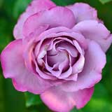 バラ ロイヤル アメジスト｜花の手帖の薔薇図鑑