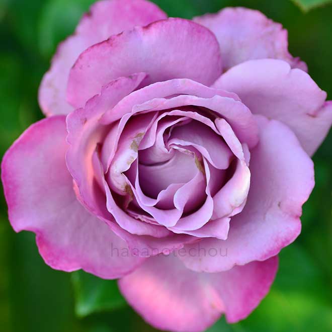 バラ ロイヤルアメジスト｜花の手帖の薔薇図鑑