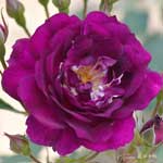 バラ ロイヤルセレブレーション｜花の手帖の薔薇図鑑