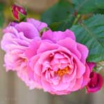 ロイヤルラベンダー