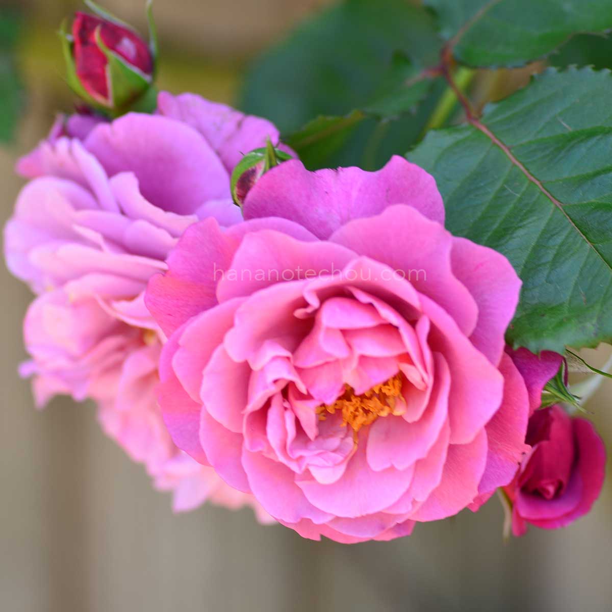 バラ ロイヤル ラヴェンダー｜花の手帖の薔薇図鑑