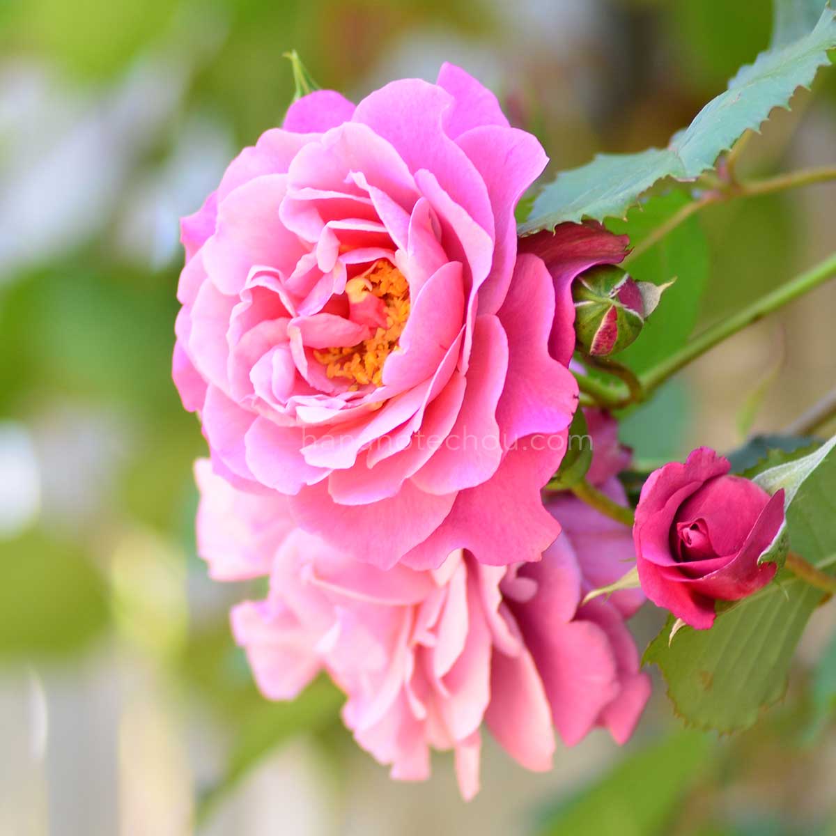 バラ ロイヤル ラヴェンダー｜花の手帖の薔薇図鑑