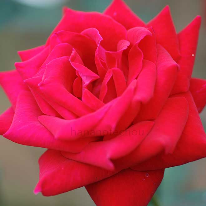 バラ ロイヤルスカーレット｜花の手帖の薔薇図鑑