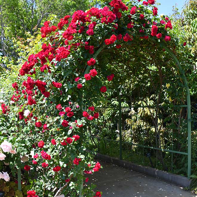 バラ ロイヤルスカーレットハイブリッド｜花の手帖の薔薇図鑑