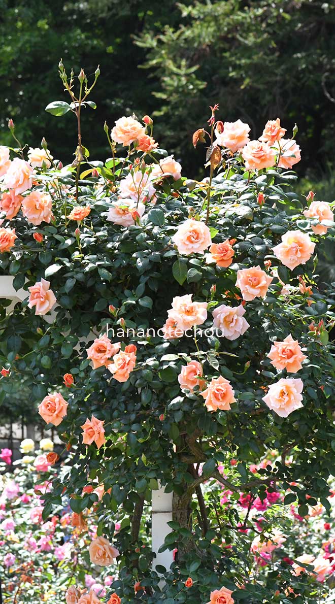 バラ ロイヤルサンセット｜花の手帖の薔薇図鑑